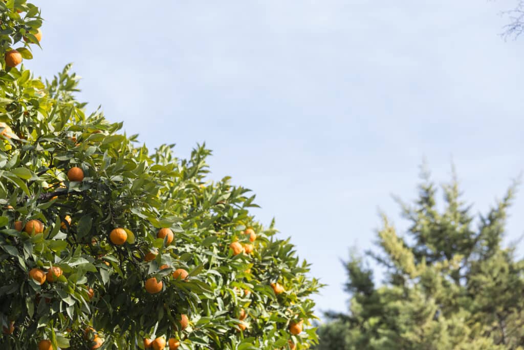 Tout Savoir sur la Taille des Arbres Fruitiers